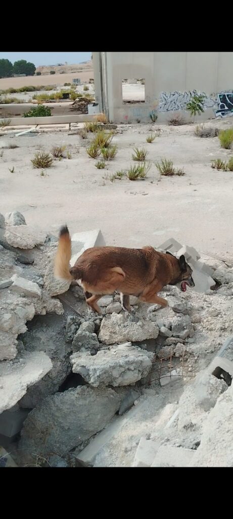 Titán buscando sobre los escombros.Entreno unidad canina.