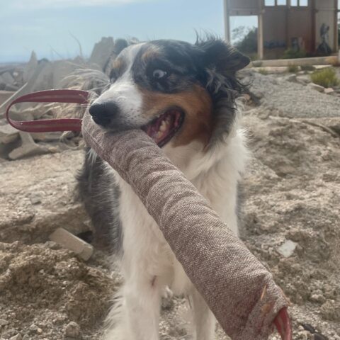 Entreno de la unidad canina K9