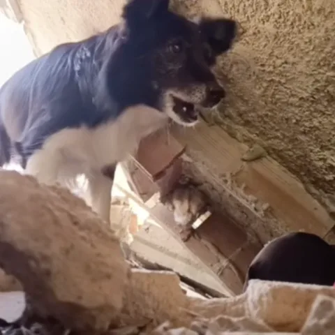 Entrenamiento K9 en Valencia